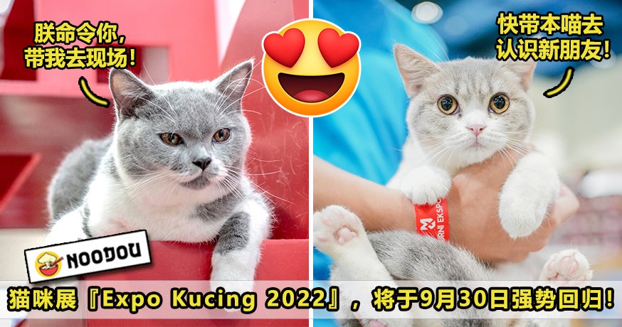 Expo Kucing Ft Updated