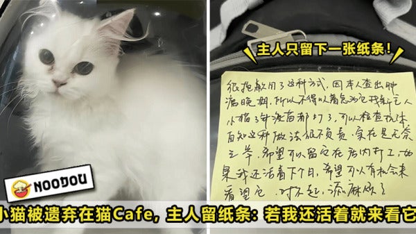 Cat Abandon Cafe Owner Cancer Feature Image
