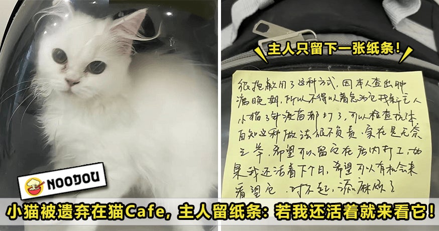 Cat Abandon Cafe Owner Cancer Feature Image