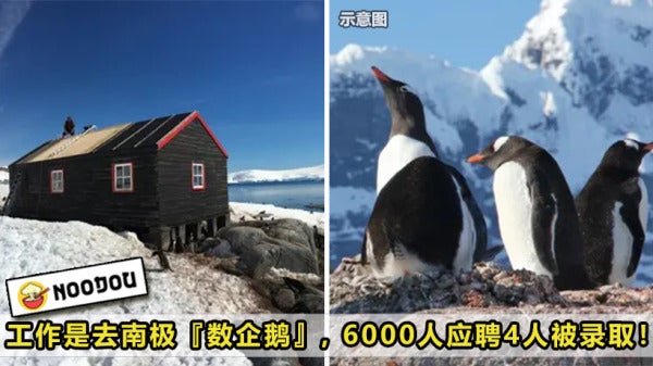 Count Penguins Feature Image 1