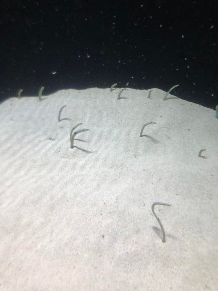 Garden Eels