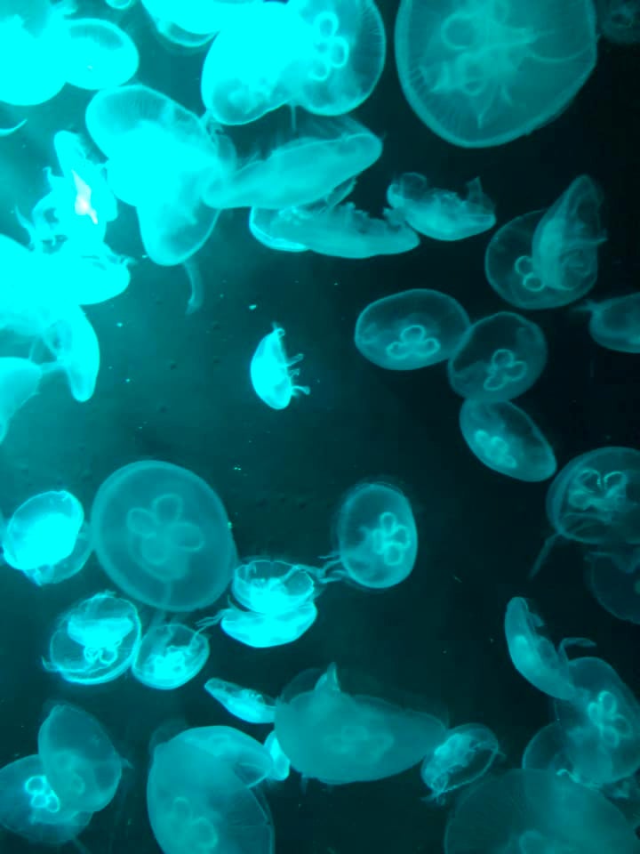 Jellyfish.