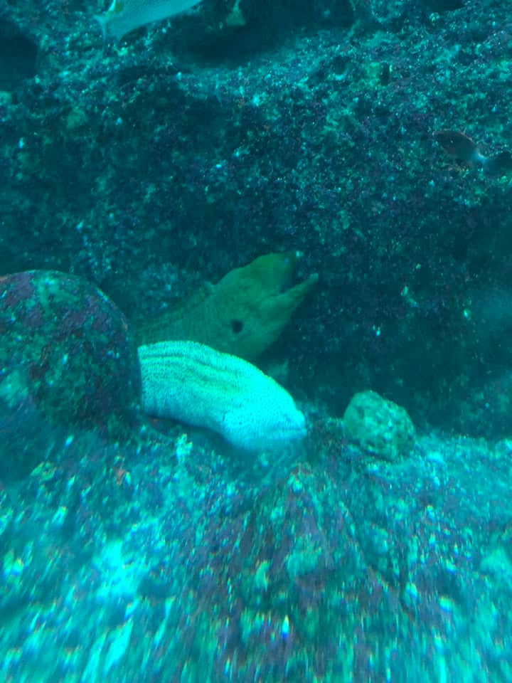 Moray Eels.