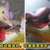 Mouse Vending Machine Curi Makan Feature Image