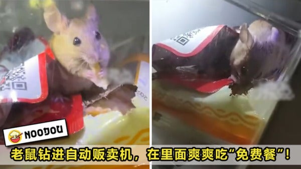 Mouse Vending Machine Curi Makan Feature Image