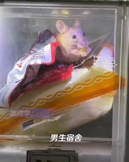 SS 1 mouse eating snacks in vending machine