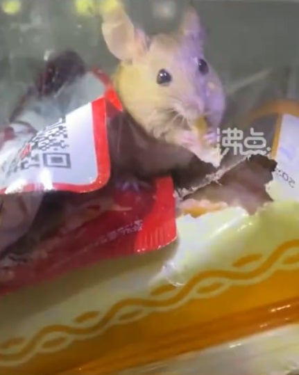 Ss 3 Mouse Eating Snacks In Vending Machine