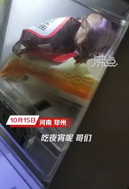 SS 5 mouse eating snacks in vending machine