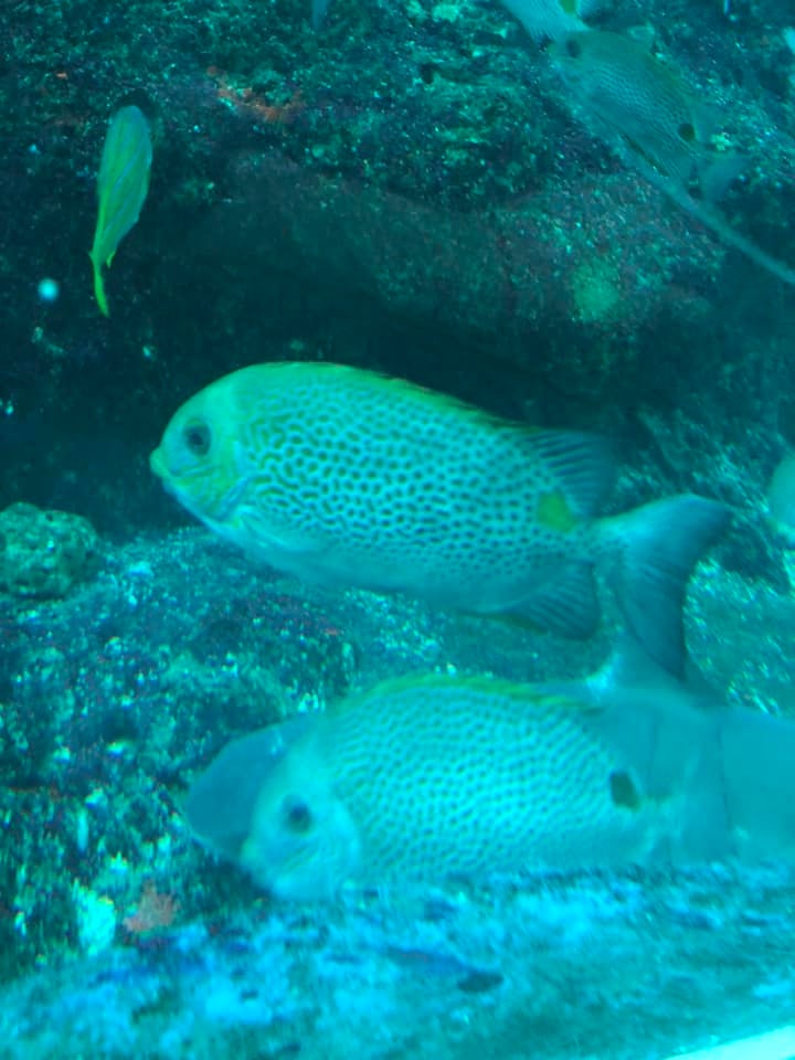 Striped Rabbitfish