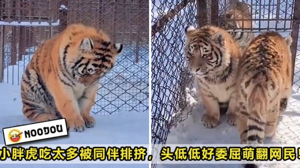 Fat Tiger Boycott By Friends Feature Image