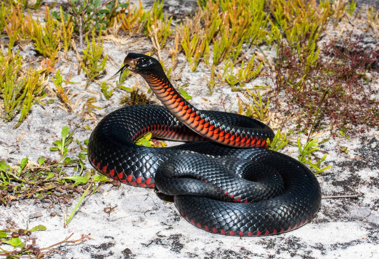 Red Bellied Black Snake Scaled