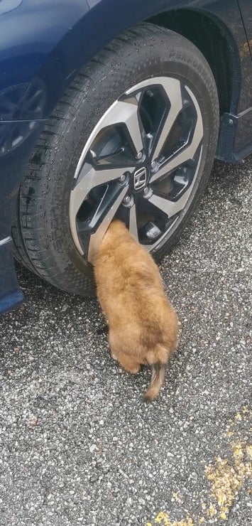 Ss1 Chubby Puppy Stuck Rim