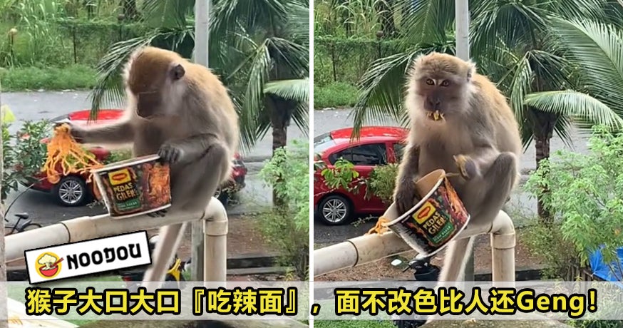 Monkey Eat Maggi Pedas Giler No Feel Feature Image