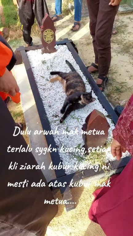 SS 1 cat lay on kubur cemetry