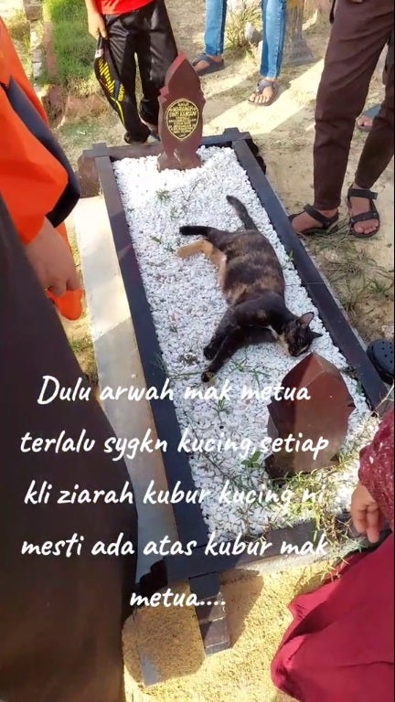 SS 2 cat lay on kubur cemetry