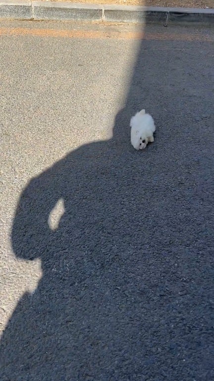 SS 3 puppy blown away by wind too small