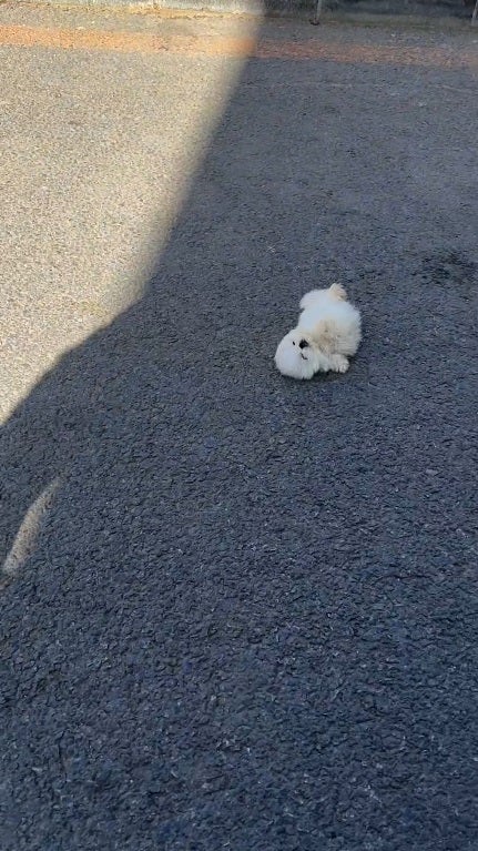 Ss 6 Puppy Blown Away By Wind Too Small