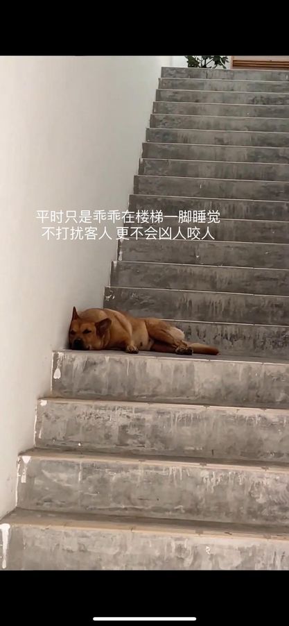 狗狗乖巧睡在楼梯间