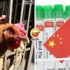 1St H3H8 Bird Flu Dead Case Feature Image