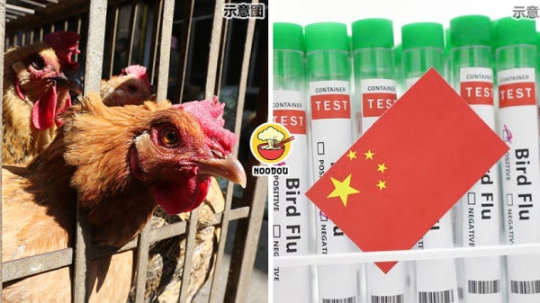 1St H3H8 Bird Flu Dead Case Feature Image