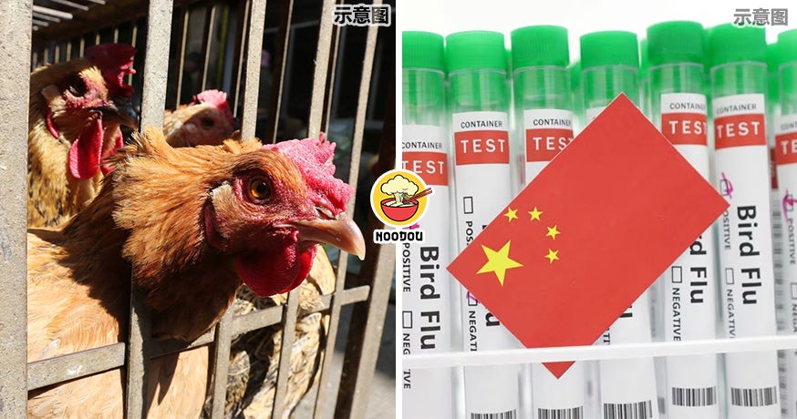 1St H3H8 Bird Flu Dead Case Feature Image