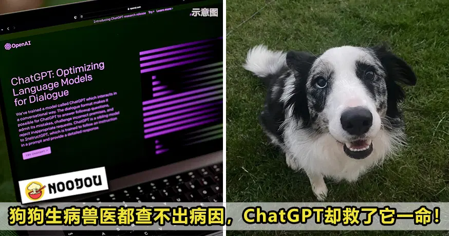 ChatGPT Saved Dogs Life Feature Image