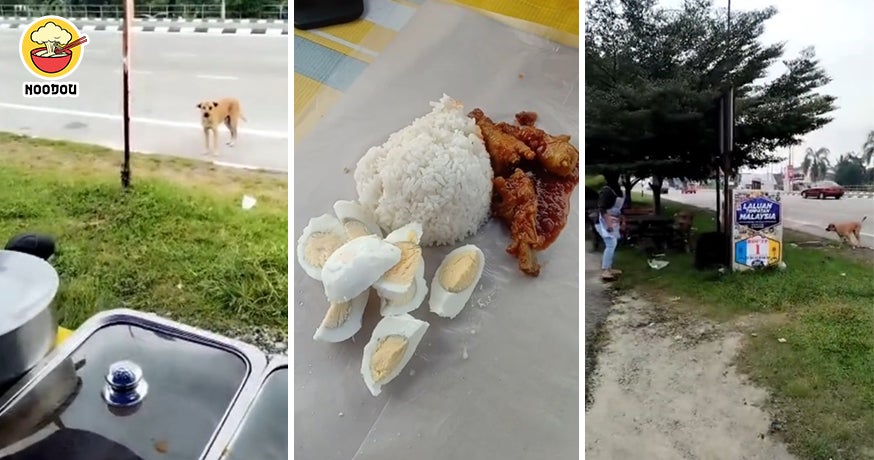 Malay Stall Feed Stray Dog Feature Image