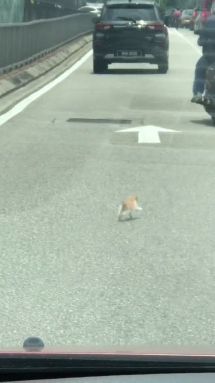 SS 1 kitten run in middle of road grab rider save bring home