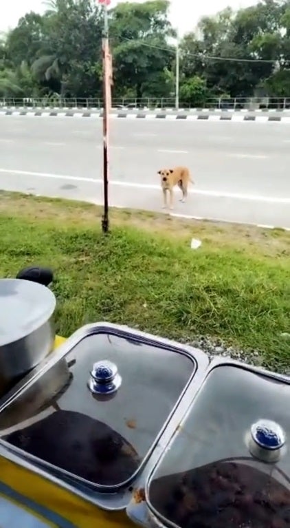 Ss 1 Malay Owner Woman Feed Stray Dog