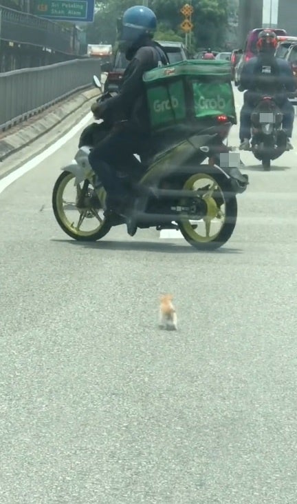 SS 2 kitten run in middle of road grab rider save bring home