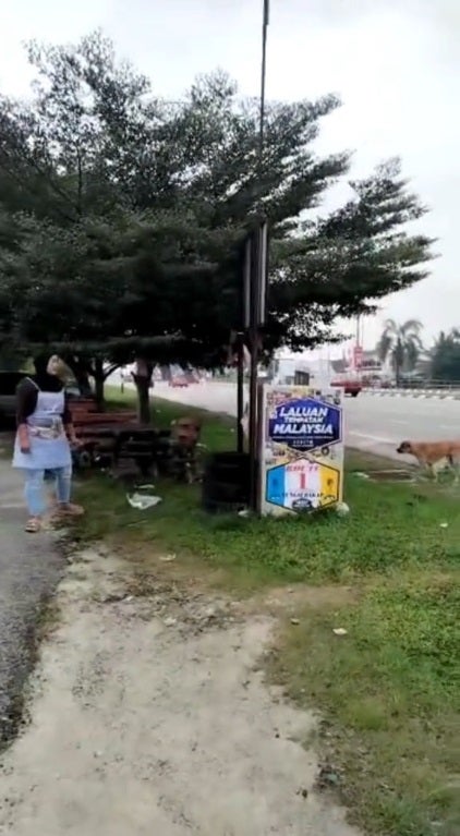 Ss 8 Malay Owner Woman Feed Stray Dog