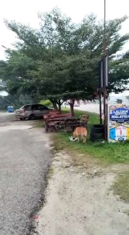 Ss 9 Malay Owner Woman Feed Stray Dog
