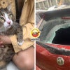 8Kg Cat Fell Broke Car Windshield Feature Image