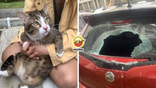 8Kg Cat Fell Broke Car Windshield Feature Image