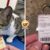 Cat Phd In Meowing Utm Skudai Feature Image