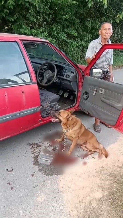 Ss 7 Dog Tortured Chained To Car Drag Owner Roasted Pig Guy Dad