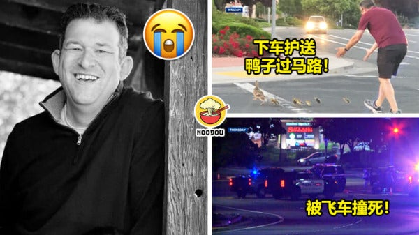 护送鸭子过马路被撞死