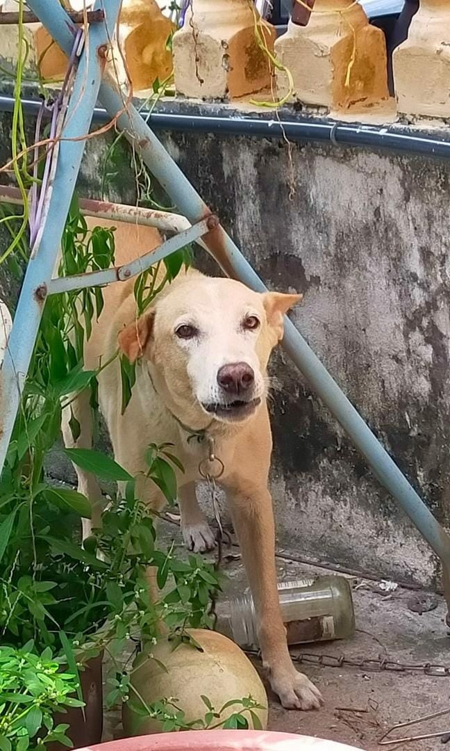 黄运宏差点被捉狗队捉走的爱犬家狗