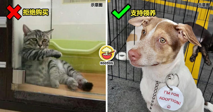 Adopt Dont Shop Pet Selangor Feature Image