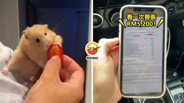 Hamster Vet Fee RM5200 Feature Image