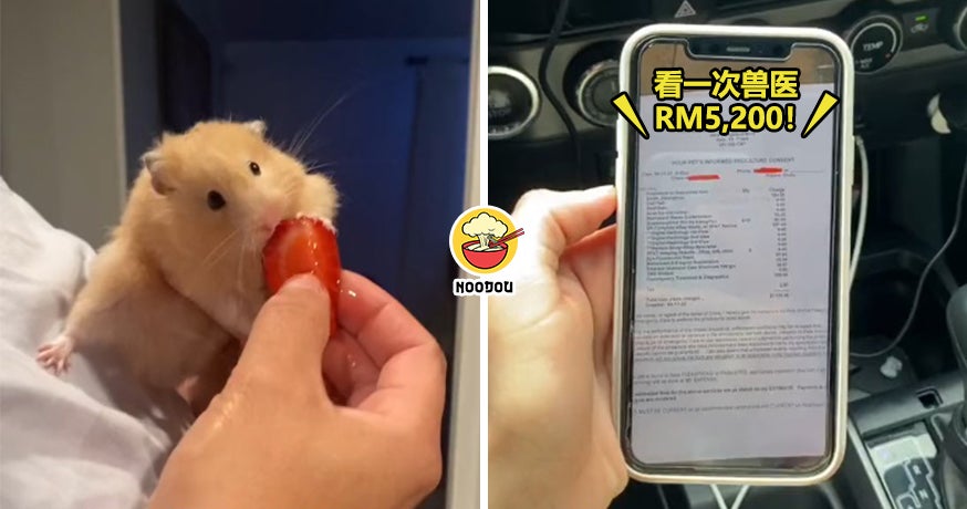 Hamster Vet Fee Rm5200 Feature Image