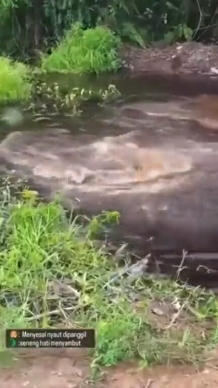 SS 7 3 men throw dog into river feed crocodile