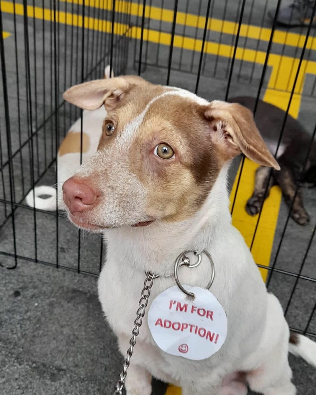 dog for adoption pawtarian