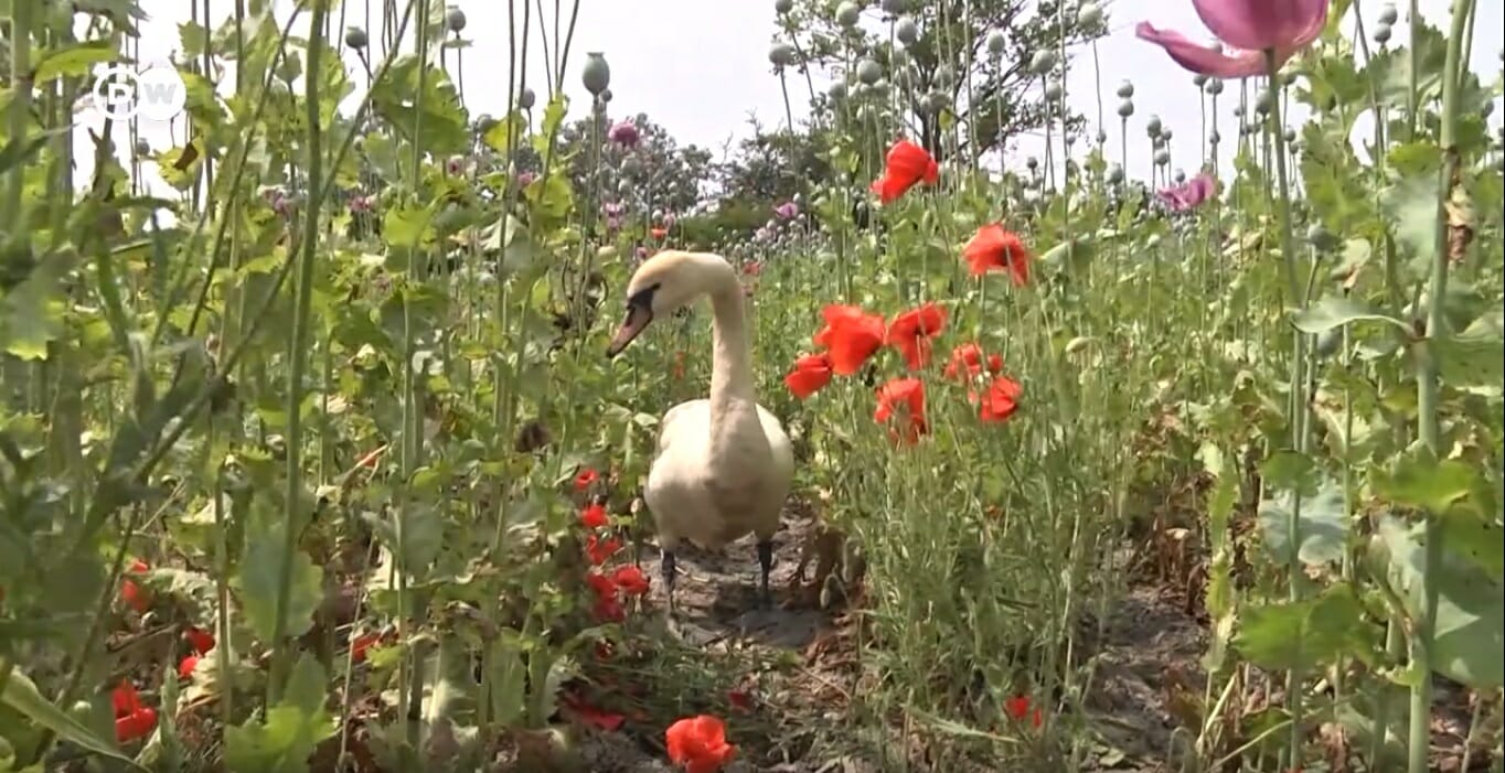 swans addicted to poppy cannot fly 5