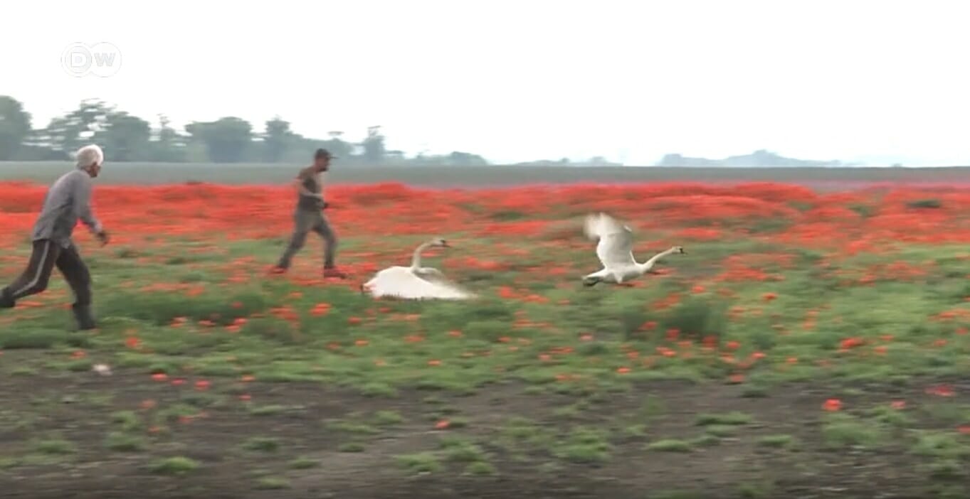 swans addicted to poppy cannot fly 7