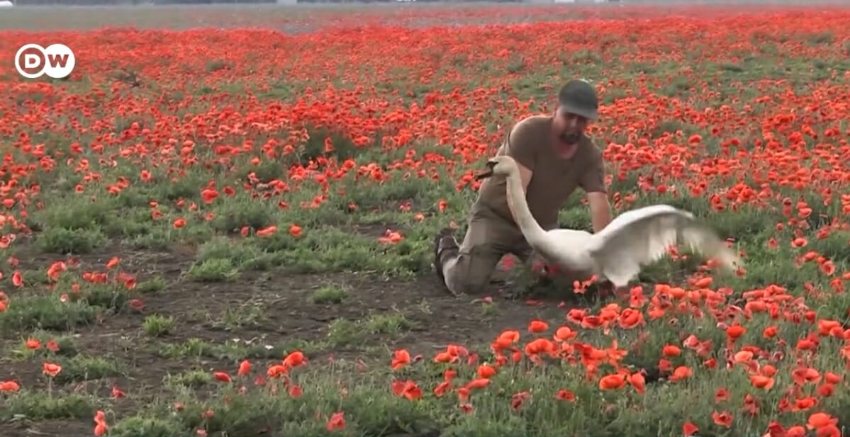 swans addicted to poppy cannot fly