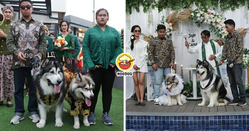 2 Dogs Wedding RM60k Feature Image