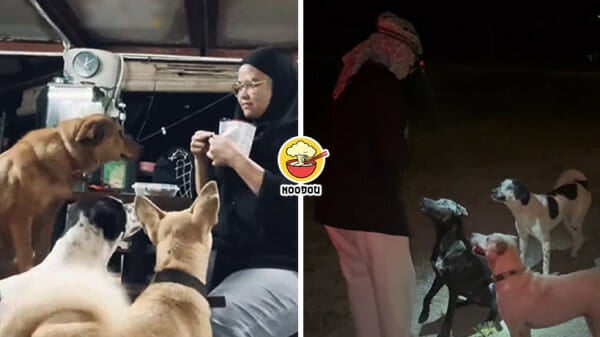 Malay Woman Stray Dog Rescuer Feature Image