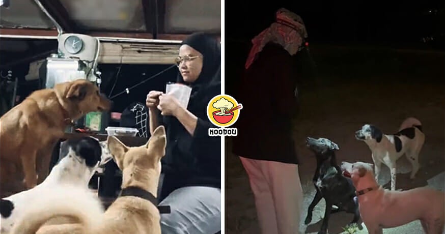Malay Woman Stray Dog Rescuer Feature Image