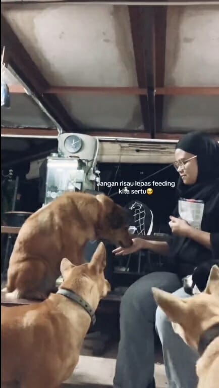 SS 1 穆斯林马来女子救狗志愿者喂养流浪狗浪浪